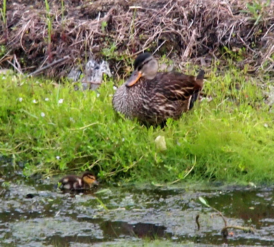[One tiny duckling swims at the water's edge while momma is about a foot away in the grass.]